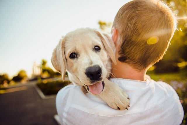 Therapeutische Band tussen Mensen en Honden